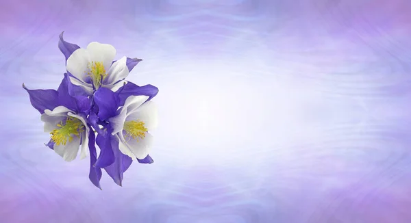 Квітковий Символ Данини Особливого Випадку Три Досить Ніжні Білі Бузкові — стокове фото