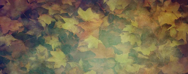 Autumn Leaves Rustic Grunge Wide Border Background Gemischte Zufällig Gefallene — Stockfoto