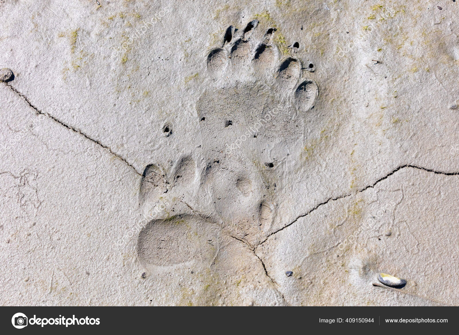 Bear Paw Prints Mud Stock Photo by ©mcentioli 409150944