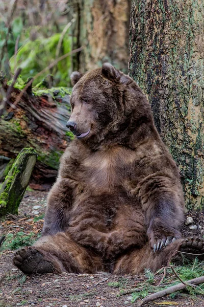 Velký Hnědý Medvěd Sedící Stromě Lese Úsměvem Tváři — Stock fotografie