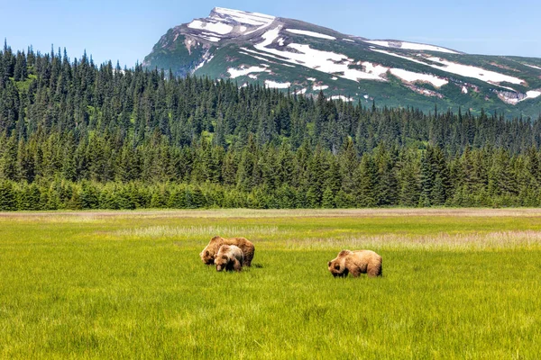 Троє Грізлі Їдять Траву Великому Полі Алясці — стокове фото