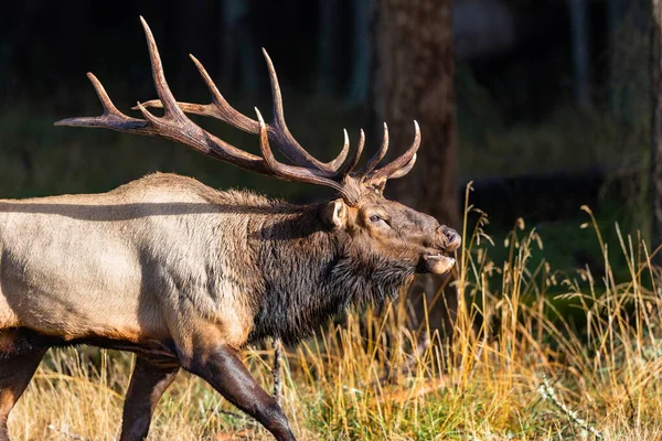 Velký Samec Losa Období Říje Severozápadě Pacifiku — Stock fotografie