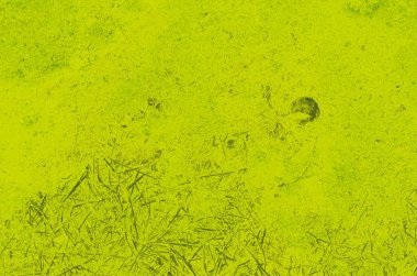 Tasarım için soyut kireç ve yeşil arkaplan.