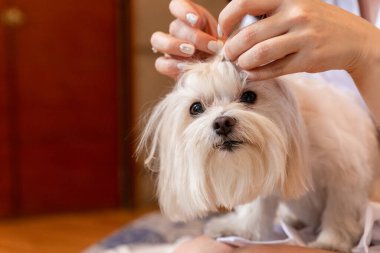 Parti için taranırken bichon kötü davranışlarının portresi