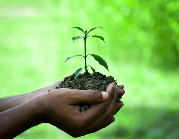 Concentration Sélective Sur Les Mains Tenant Une Jeune Plante Verte — Photo