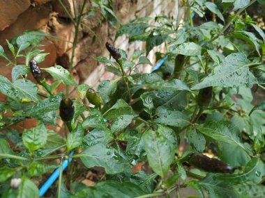 Doğa bahçesindeki ağaçtaki yeşil biberler. Bu fotoğraf Vishal Singh tarafından Hindistan 'da çekildi.