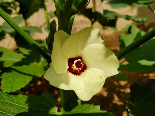 Okra Ladies Finger Flower Stock Photo Foto Tomada Por Vishal —  Fotos de Stock