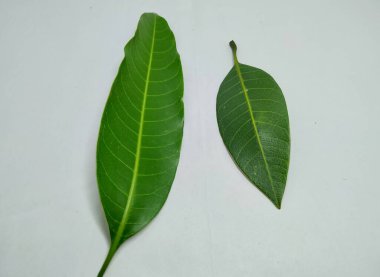 Mango Stok Fotoğrafları 'ndan ayrılır. Bu fotoğraf Vishal Singh tarafından Hindistan' da çekildi.