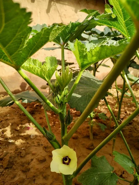 Lady Fingers Okra Vegetable On Plant Stock Photo.this photo is taken in India By vishal singh