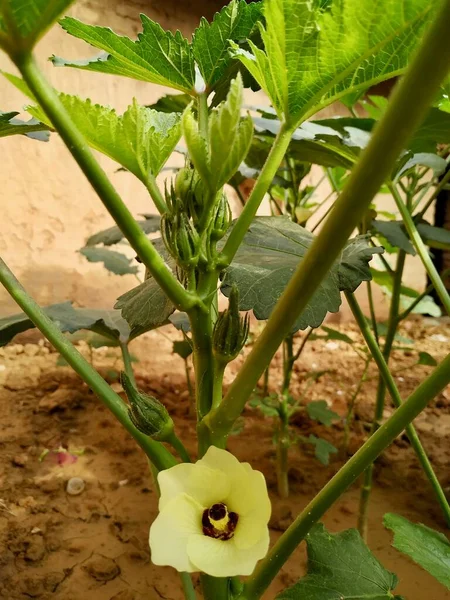 Lady Fingers Okra Vegetable Plant Stock Photo Foto Toma India —  Fotos de Stock