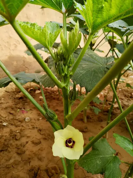 Lady Fingers Okra Vegetable Plant Stock Photo Foto Toma India —  Fotos de Stock