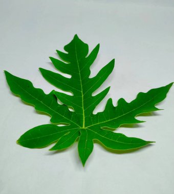 Papaya Leaf Stock Fotoğrafları. Bu fotoğraf Vishal Singh tarafından Hindistan 'da çekildi.