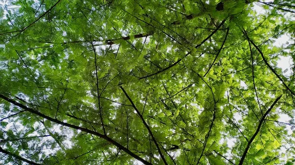 绿树背景照片 这张照片是由Vishal Singh在印度拍摄的 — 图库照片