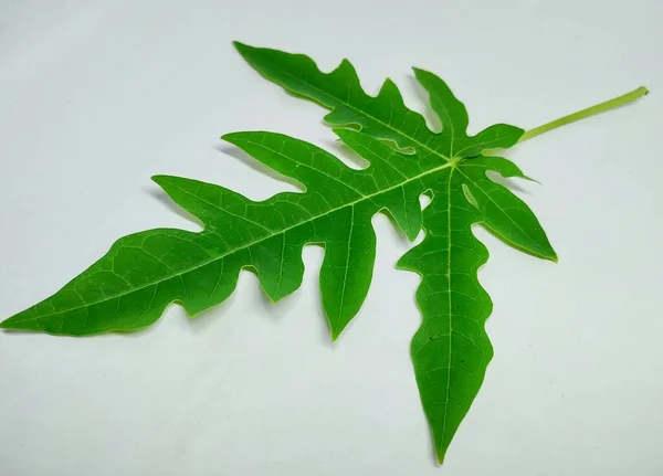 Papaya Leaf Stock Photos Foto Diambil India Vishal Singh — Stok Foto