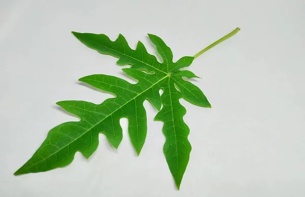 Papaya Leaf Stock Photos Αυτή Φωτογραφία Τραβήχτηκε Στην Ινδία Από — Φωτογραφία Αρχείου