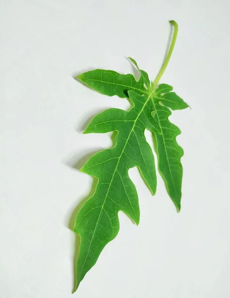 Papaya Leaf Stock Photos Αυτή Φωτογραφία Τραβήχτηκε Στην Ινδία Από — Φωτογραφία Αρχείου