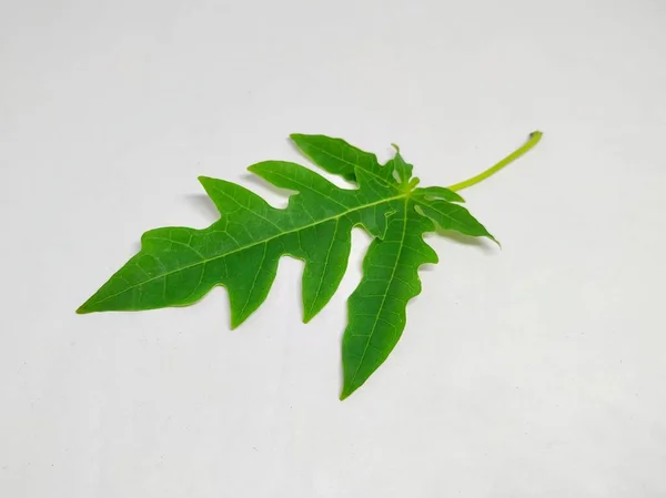 Papaya Leaf Stock Photos Αυτή Φωτογραφία Τραβήχτηκε Στην Ινδία Από — Φωτογραφία Αρχείου