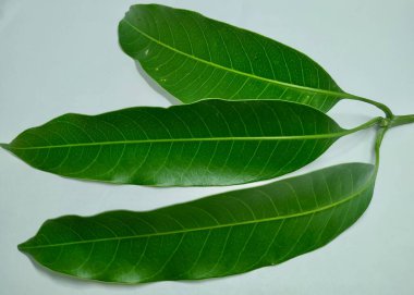 Mango Stok Fotoğrafları 'ndan ayrılır. Bu fotoğraf Vishal Singh tarafından Hindistan' da çekildi.