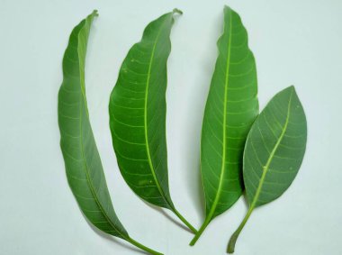 Mango Stok Fotoğrafları 'ndan ayrılır. Bu fotoğraf Vishal Singh tarafından Hindistan' da çekildi.