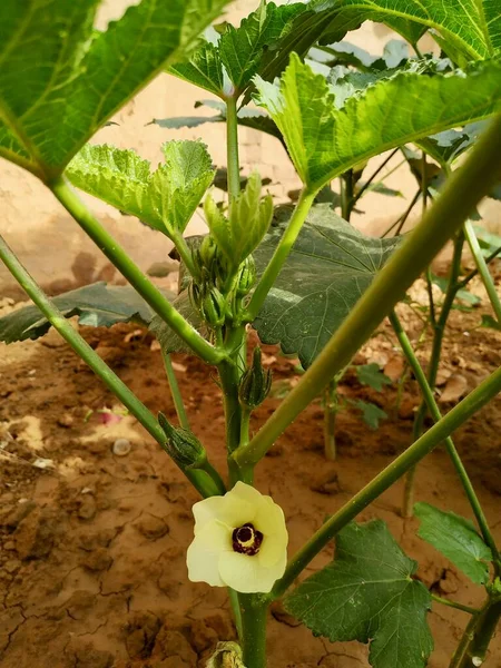 Lady Fingers Okra Vegetable On Plant Stock Photo.this photo is taken in India By vishal singh
