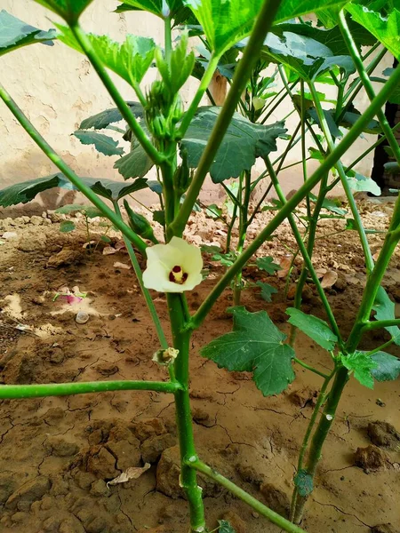 Lady Fingers Okra Vegetable Plant Stock Photo Foto Toma India —  Fotos de Stock