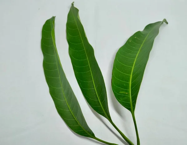 Mango Leaves Foto Archivio Questa Foto Stata Scattata India Vishal — Foto Stock