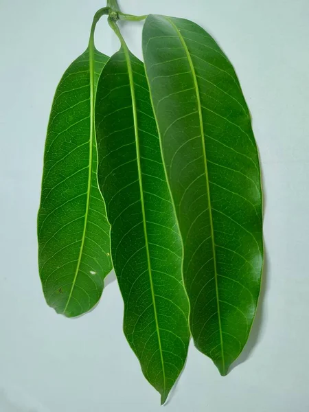 Mango Leaves Stock Photos Photo Taken India Vishal Singh — стоковое фото