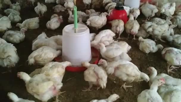 養鶏場 現代の養鶏場で肥育するための鶏 格納庫には鶏がたくさんいる 鶏の飼料と飲料 近代農業 — ストック動画