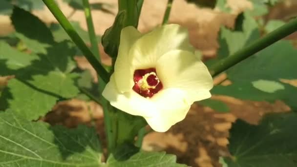 Planta Okra Dedo Señora Con Material Archivo Flores Este Video — Vídeos de Stock