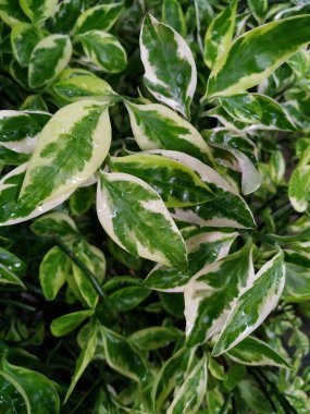 Yeşil yaprak dokusu, yaprak dokusu arka plan, tropik bitki resimleri.