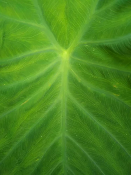 Green leaf texture, Leaf texture background, Tropical plant stock photos