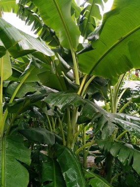 Muz ağacı veranda fotoğrafları. Bu fotoğraf Hindistan 'da çekildi..