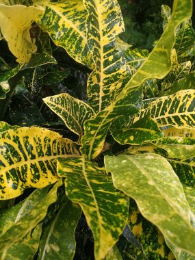 Yeşil yaprak dokusu, yaprak dokusu arka plan, tropik bitki resimleri.