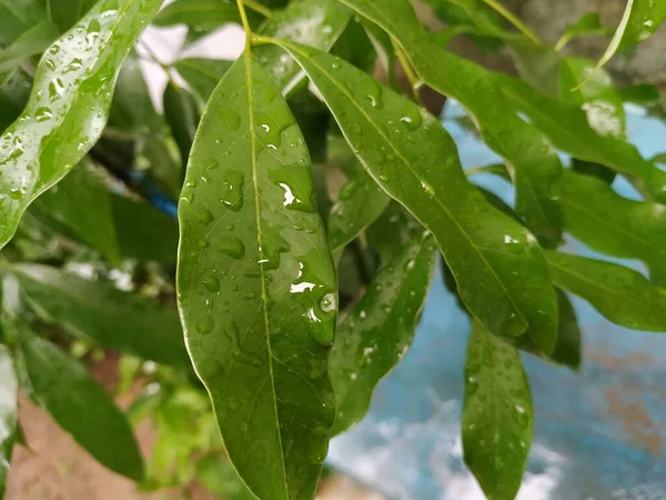 Litchi leaf Stock photos. this photo is taken in india.