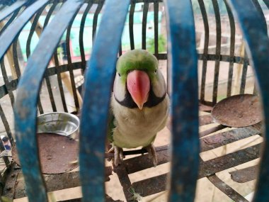 Kızılderili Halka Boyunlu Papağan Stok fotoğrafı. Bu fotoğraf Vishal Singh tarafından Hindistan 'da çekildi.