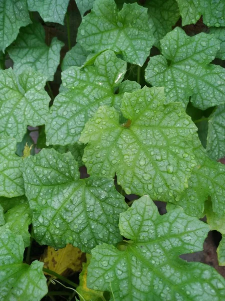 Gouttelettes Eau Sur Les Feuilles Stock Photo Cette Photo Est — Photo