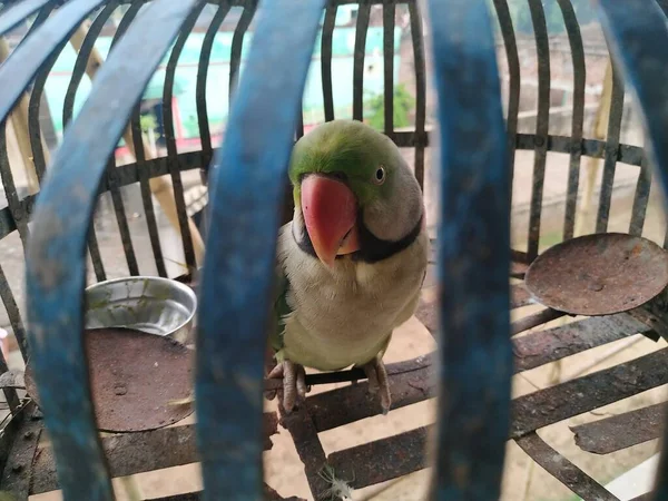 Indyjski Ringneck Papuga Zdjęcie Akcji Zdjęcie Zrobione Indiach Przez Vishala — Zdjęcie stockowe