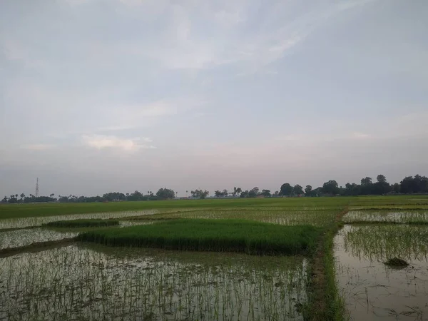 畑で有機栽培の緑の小麦 この写真はインドのビハール州で撮影されました — ストック写真
