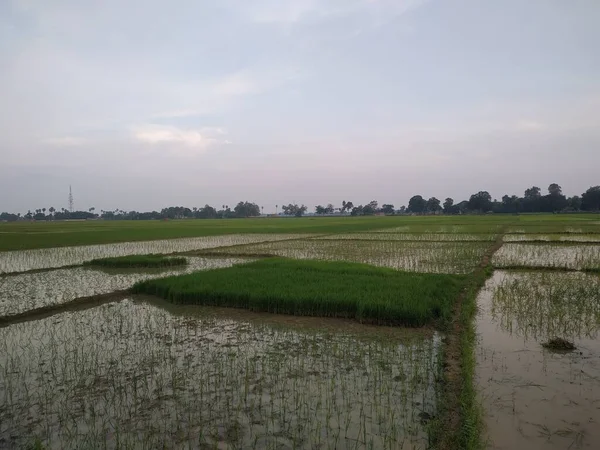Cultivo Trigo Verde Orgánico Campo Esta Foto Está Tomada Bihar — Foto de Stock