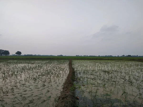 Cultivando Trigo Verde Orgânico Campo Esta Foto Tirada Bihar Índia — Fotografia de Stock