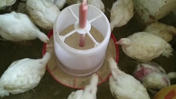 Ferma Pui Păsări Curte Ouă Rasă Pui Mâncând Alimente Pui — Videoclip de stoc