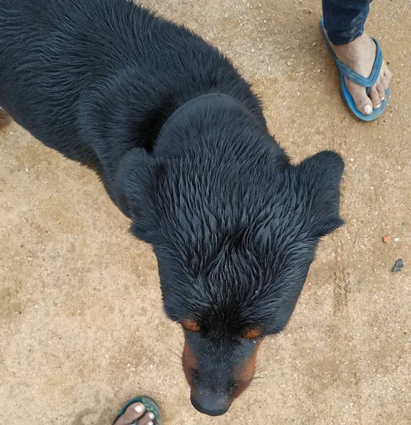 Rottweiler Bilder Archivfotos Dieses Foto Wurde Aufgenommen Von Vishal Singh — Stockfoto