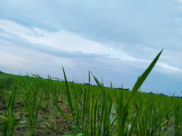 Beautiful Farm Village View Stock Photo Photo Taken Bihar — Stock Photo, Image