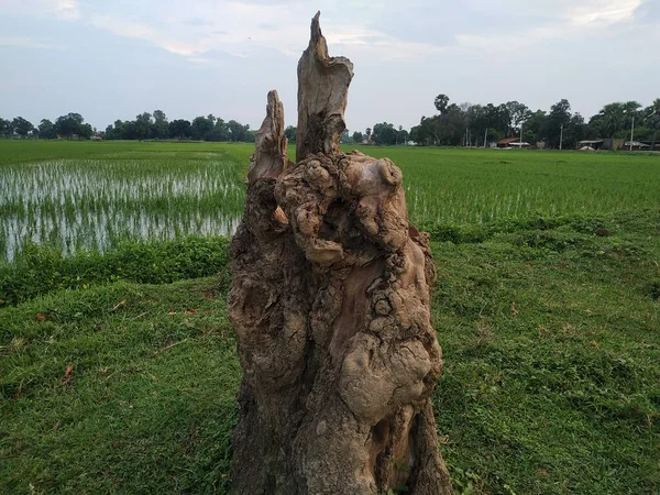 Одне Дерево Вирізати Траву Філд Фотографії Взято Індії Вішалкою Сінгх — стокове фото