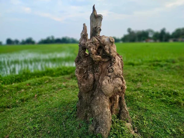 Alone Tree Cut Grass Field Stock Photos Taken India Vishal — Stock Photo, Image