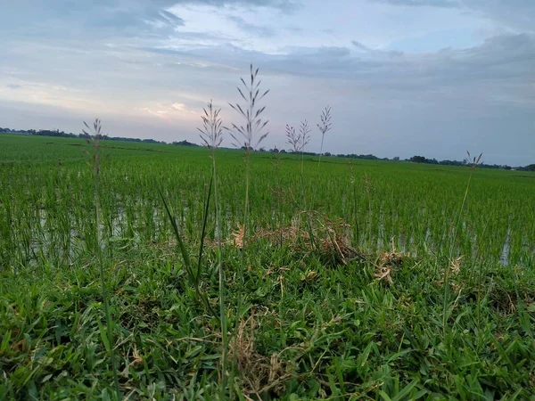 Beautiful Farm Village View Foto Stock Esta Foto Tirada Bihar — Fotografia de Stock