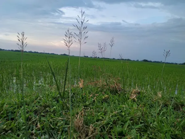 Beautiful Farm Village View Foto Stock Esta Foto Tirada Bihar — Fotografia de Stock