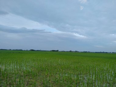 Güzel Çiftlik Köyü Manzarası Stok Fotoğrafı. Bu fotoğraf Bihar 'da çekildi..