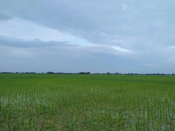 Schöne Farm Village View Archivfoto Dieses Foto Wurde Bihar Aufgenommen — Stockfoto