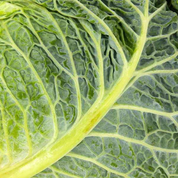 green cabbage leaf in the whole picture texture